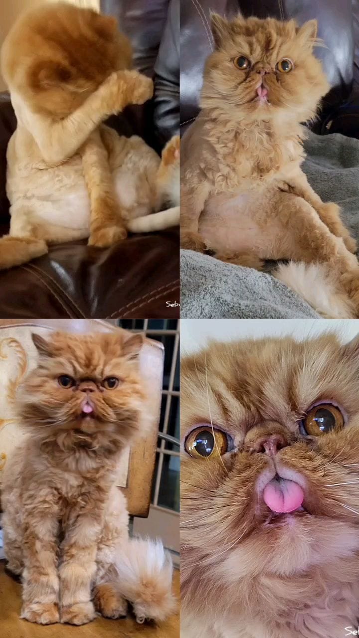 Post 8 by Sebastian & Catsby 🌏 on Instagram (video)