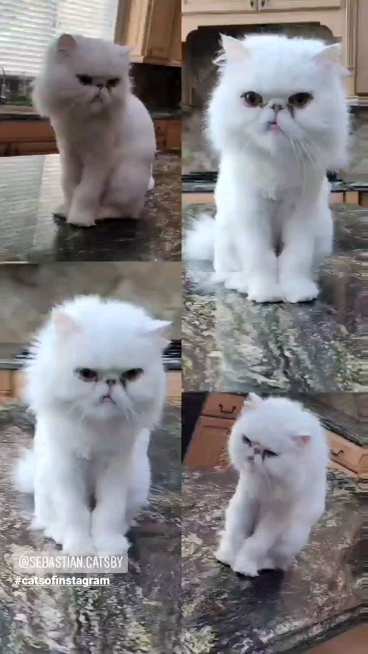 Post 9 by Sebastian & Catsby 🌏 on Instagram (video)