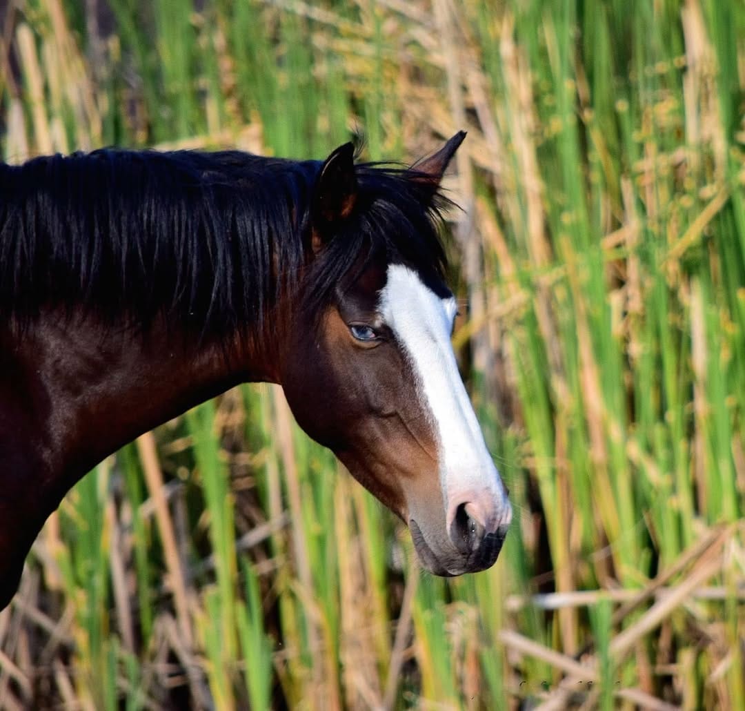 Post 1 by Salt River Wild Horse Mgt Grp on Instagram (carousel)