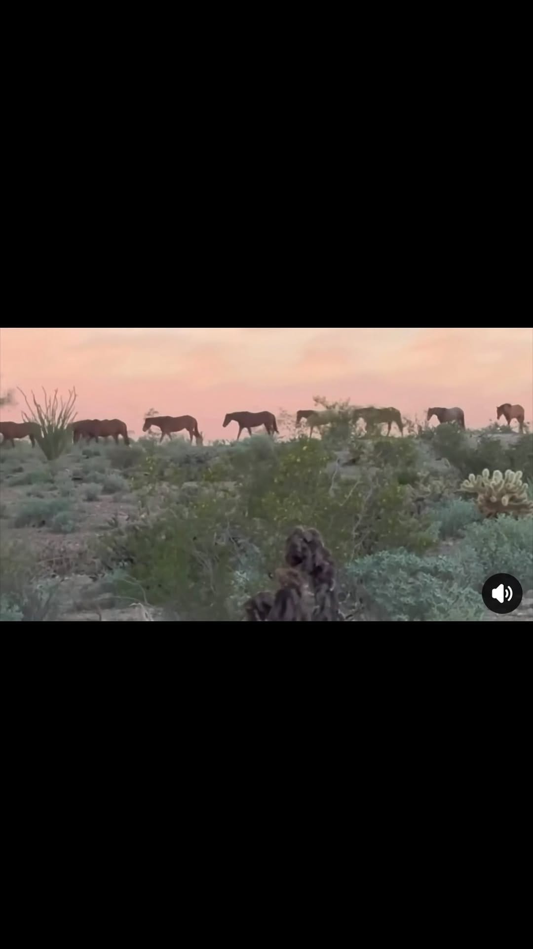 Post 8 by Salt River Wild Horse Mgt Grp on Instagram (video)