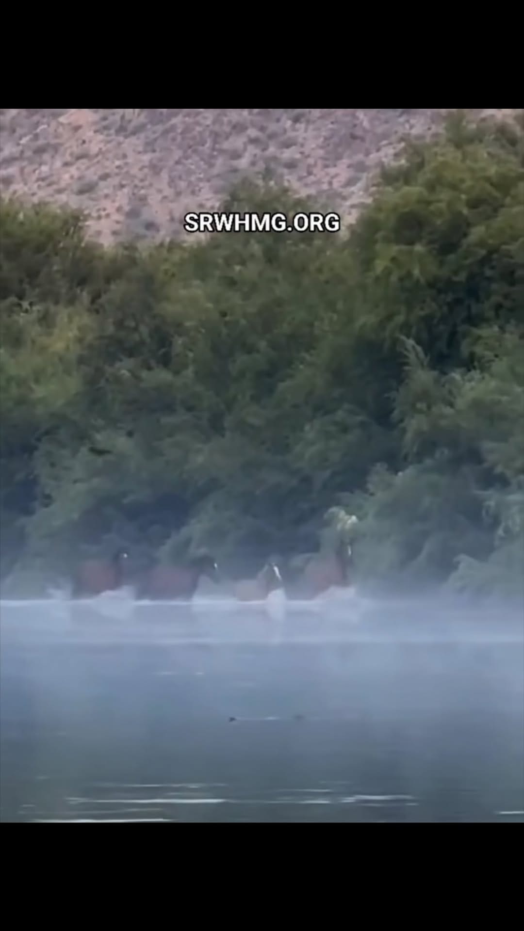 Post 2 by Salt River Wild Horse Mgt Grp on Instagram (video)