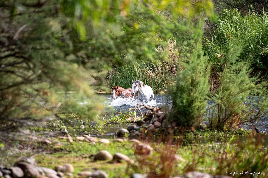 Post 3 by Salt River Wild Horse Mgt Grp on Instagram (image)