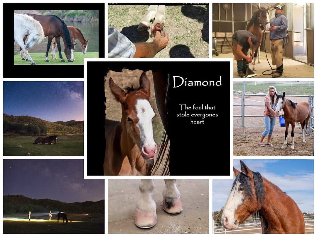 Post 10 by Salt River Wild Horse Mgt Grp on Instagram (image)