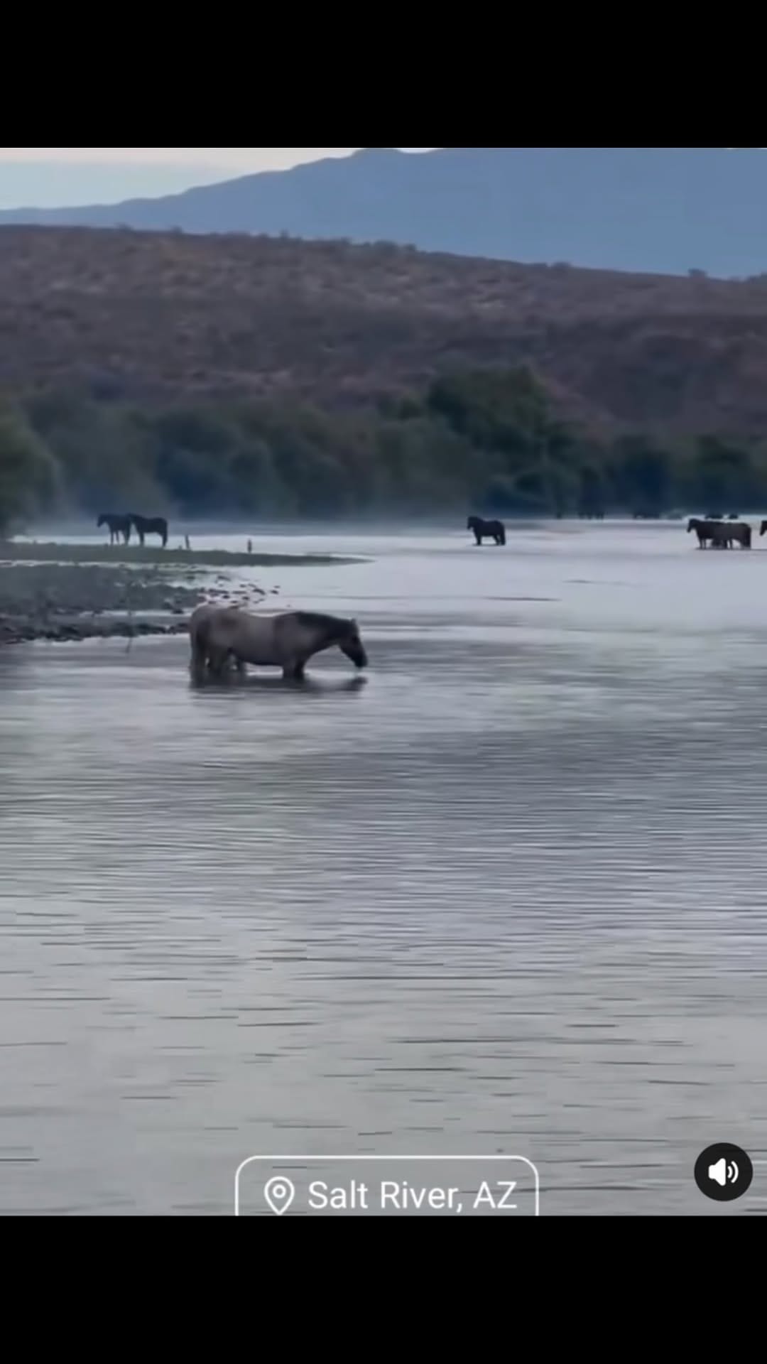 Post 4 by Salt River Wild Horse Mgt Grp on Instagram (video)