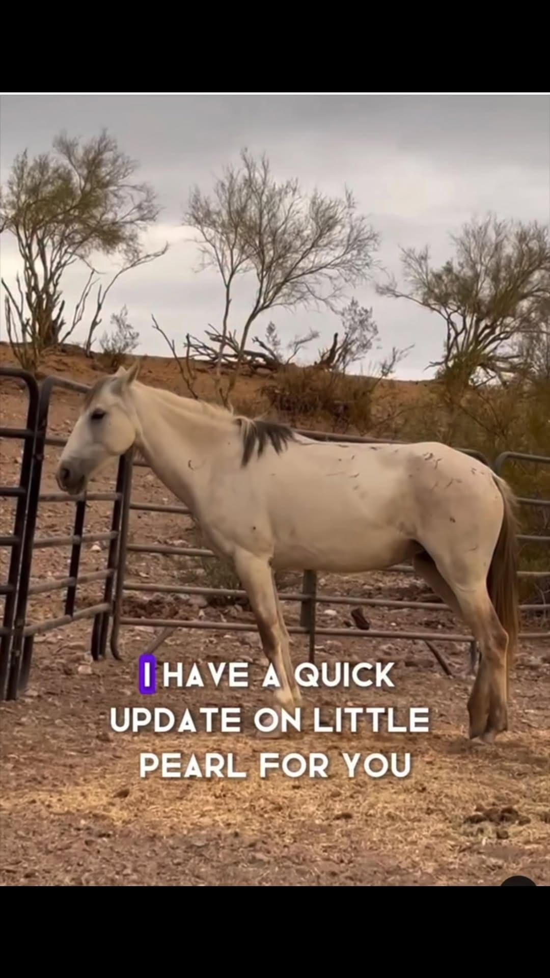 Post 6 by Salt River Wild Horse Mgt Grp on Instagram (video)