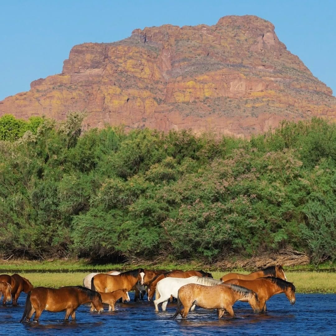 Post 7 by Salt River Wild Horse Mgt Grp on Instagram (video)