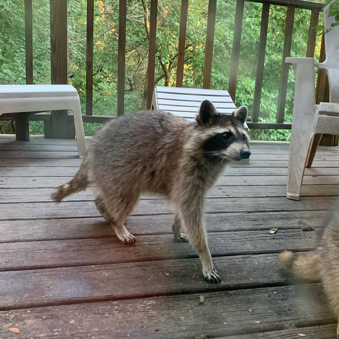 Post 7 by Scratchy and Charles on Instagram (carousel)