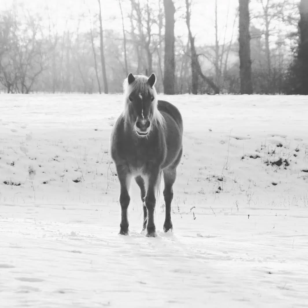 Post 2 by Kampioen! on Instagram (carousel)