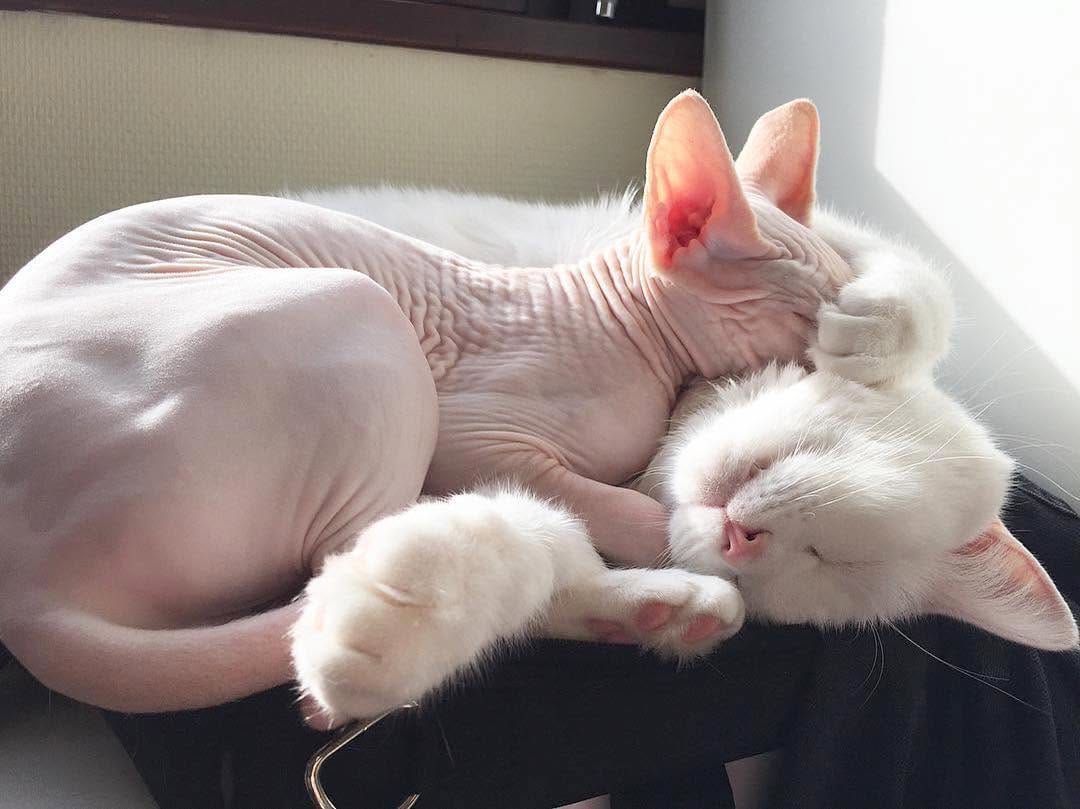 Post 7 by Sphynx Of Insta on Instagram (image)