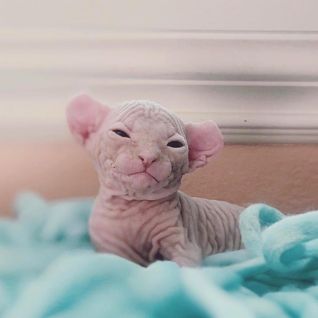 Post 1 by Sphynx Of Insta on Instagram (image)