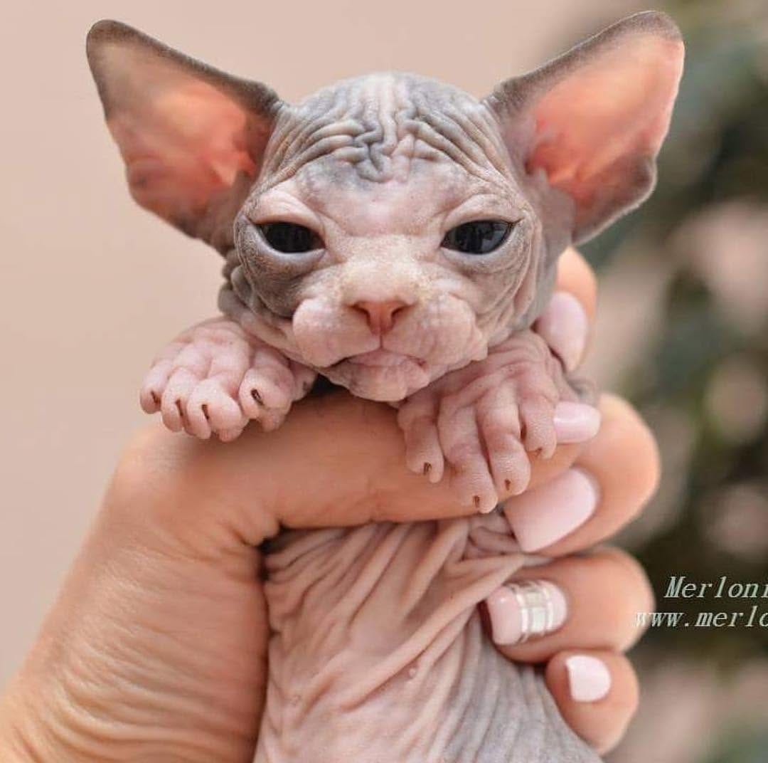 Post 10 by Sphynx Of Insta on Instagram (image)