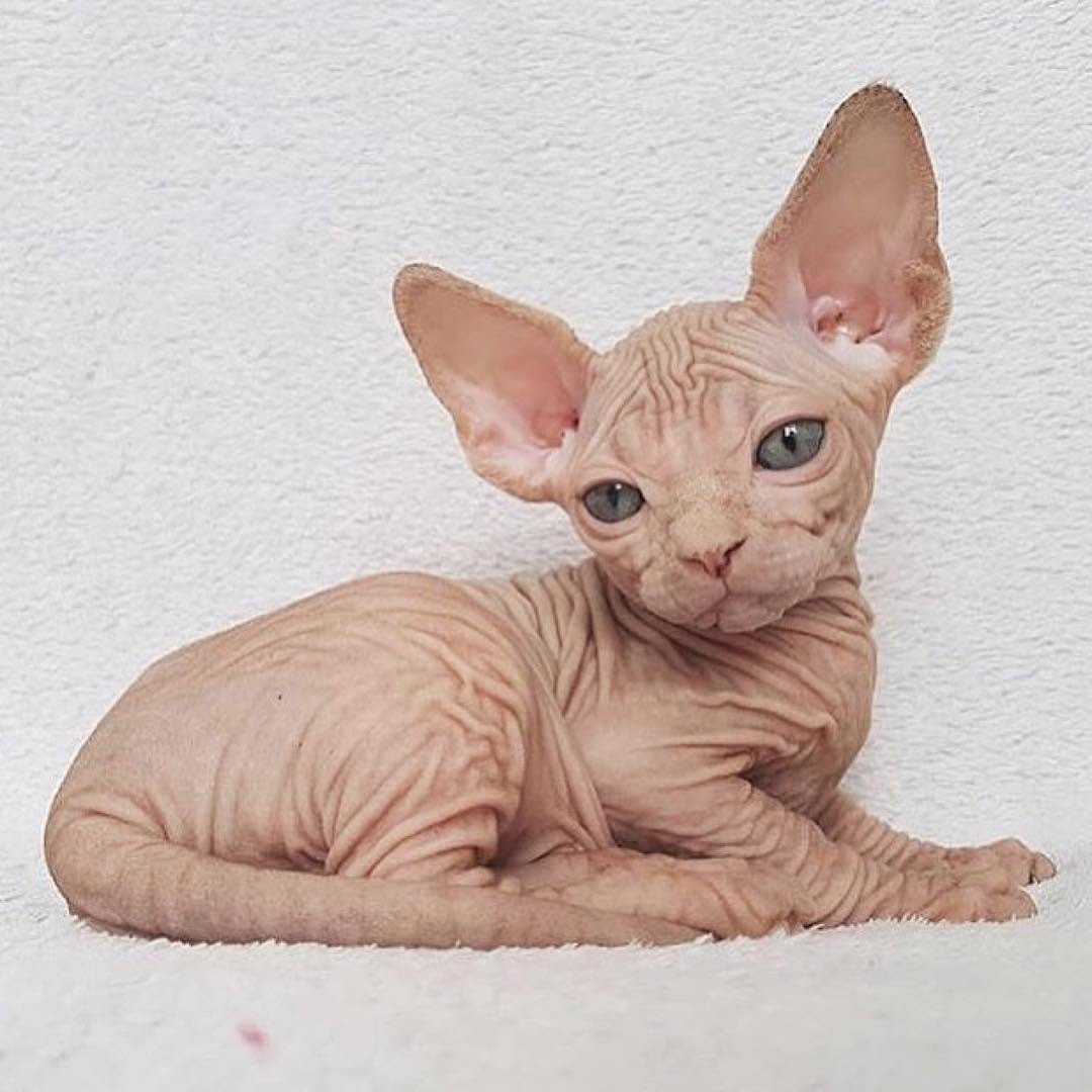 Post 6 by Sphynx Of Insta on Instagram (image)