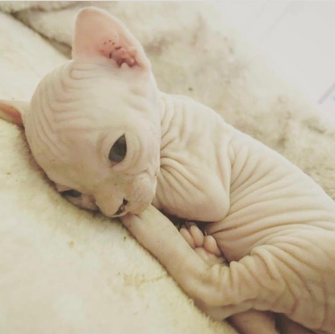 Post 3 by Sphynx Of Insta on Instagram (image)