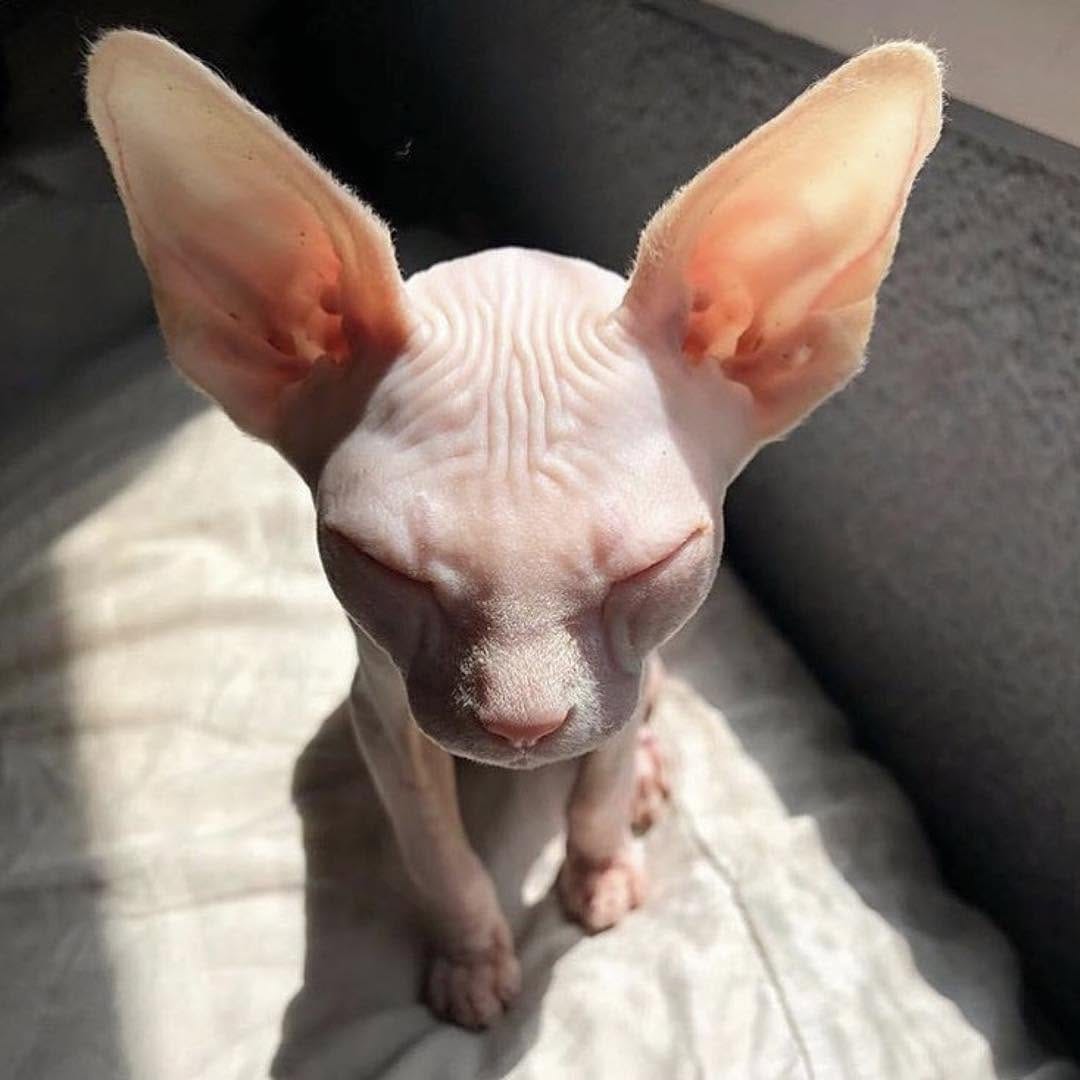 Post 2 by Sphynx Of Insta on Instagram (image)