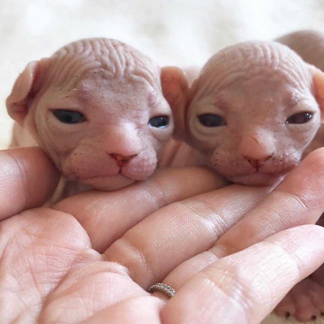 Post 5 by Sphynx Of Insta on Instagram (image)