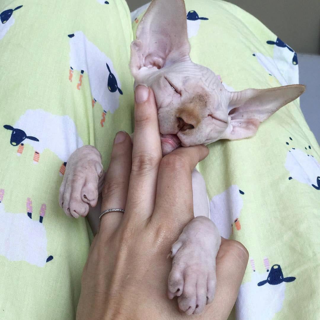 Post 8 by Sphynx Of Insta on Instagram (image)