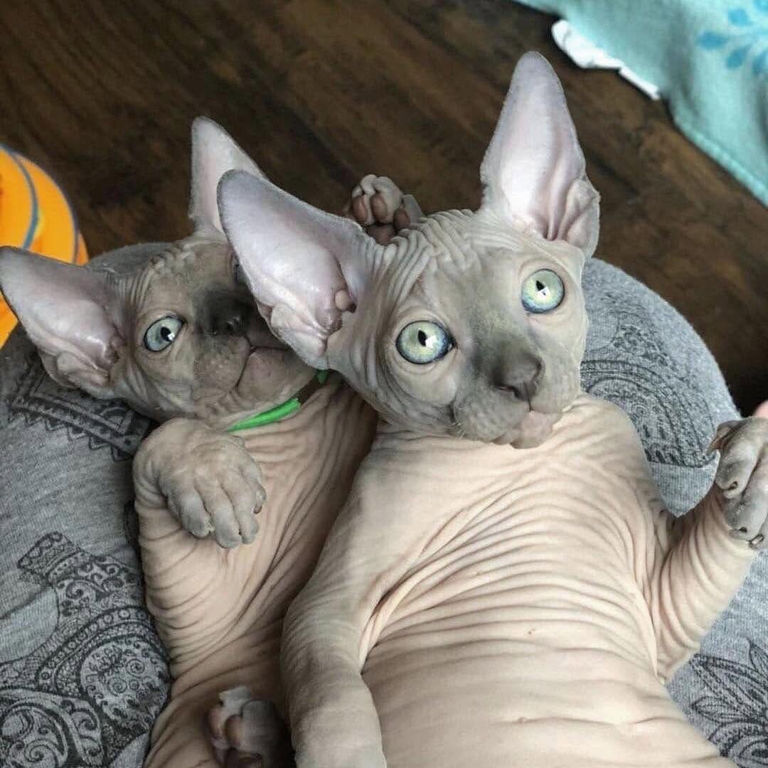 Post 4 by Sphynx Of Insta on Instagram (image)