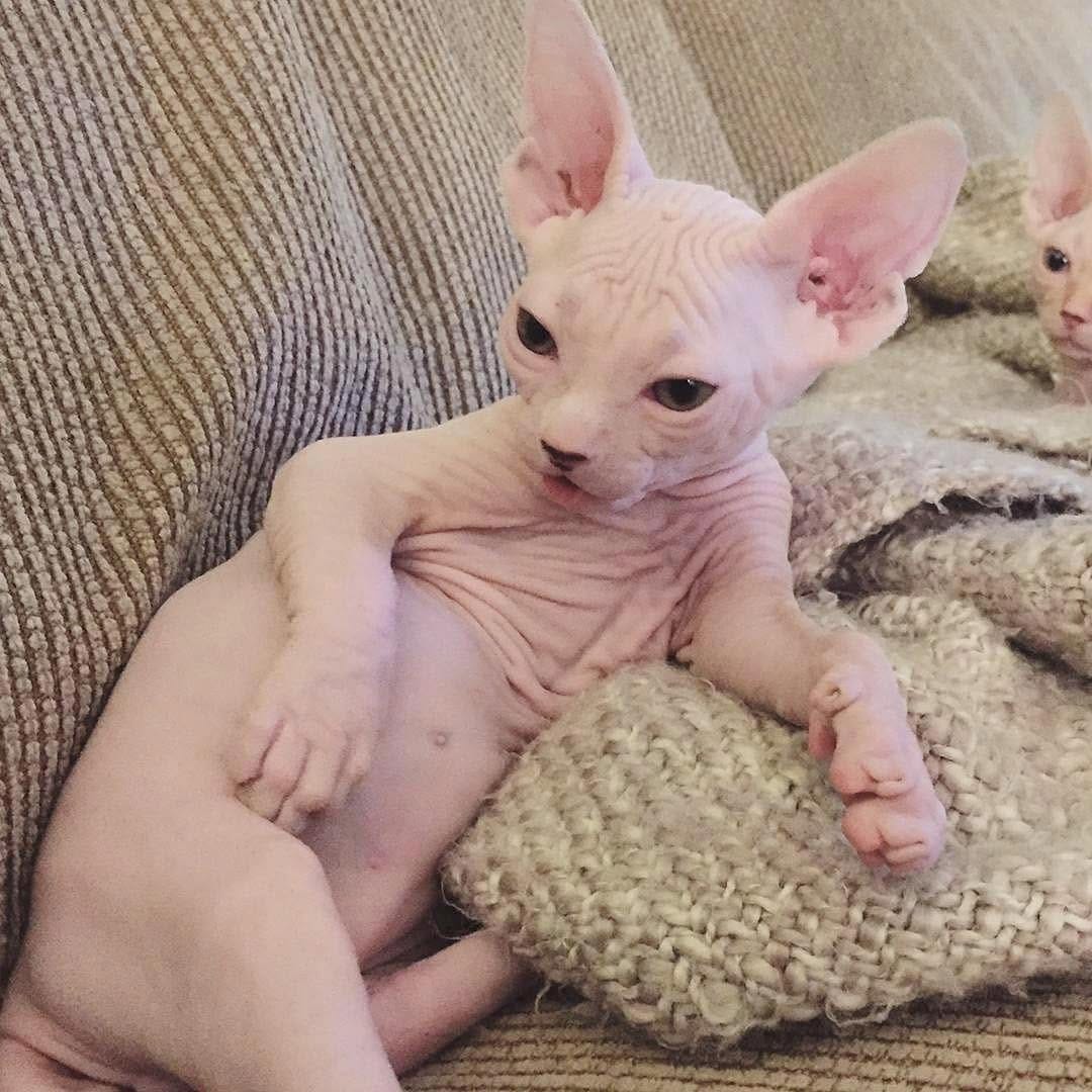 Post 9 by Sphynx Of Insta on Instagram (image)
