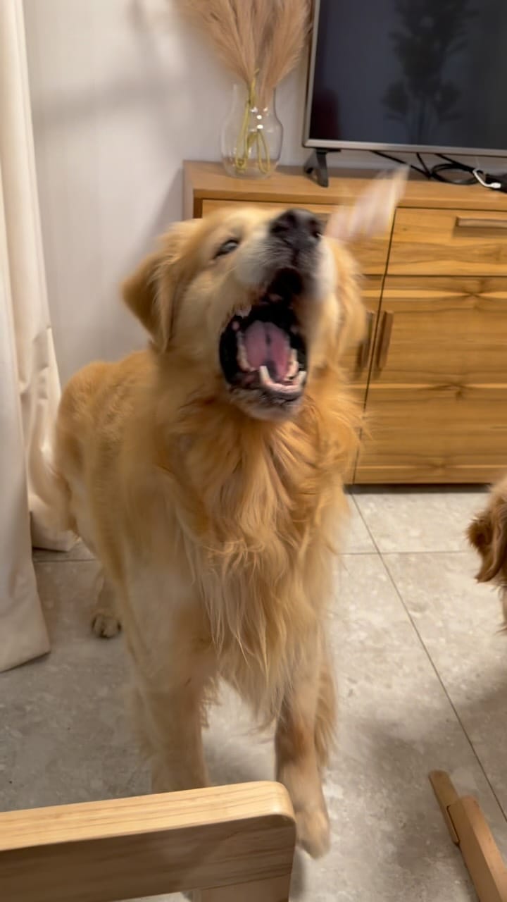 Post 2 by @tresmuygolden on Instagram (video)