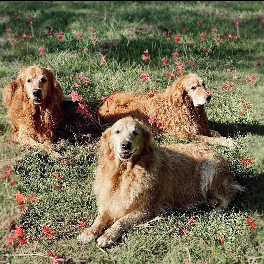 Post 10 by @tresmuygolden on Instagram (image)