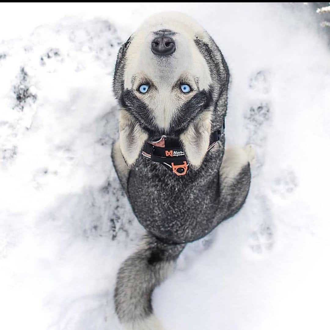 Post 6 by Husky on Instagram (image)