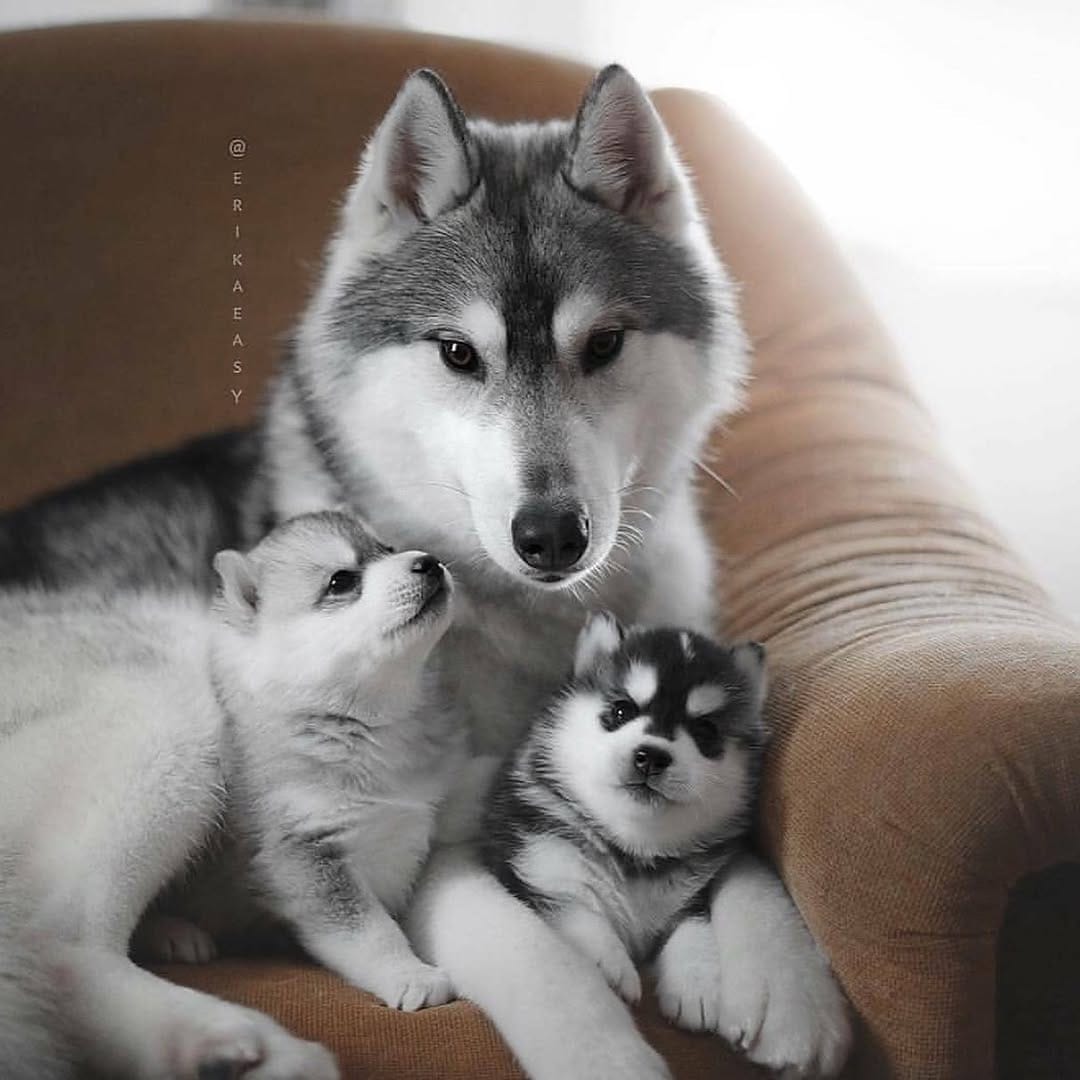 Post 7 by Husky on Instagram (image)