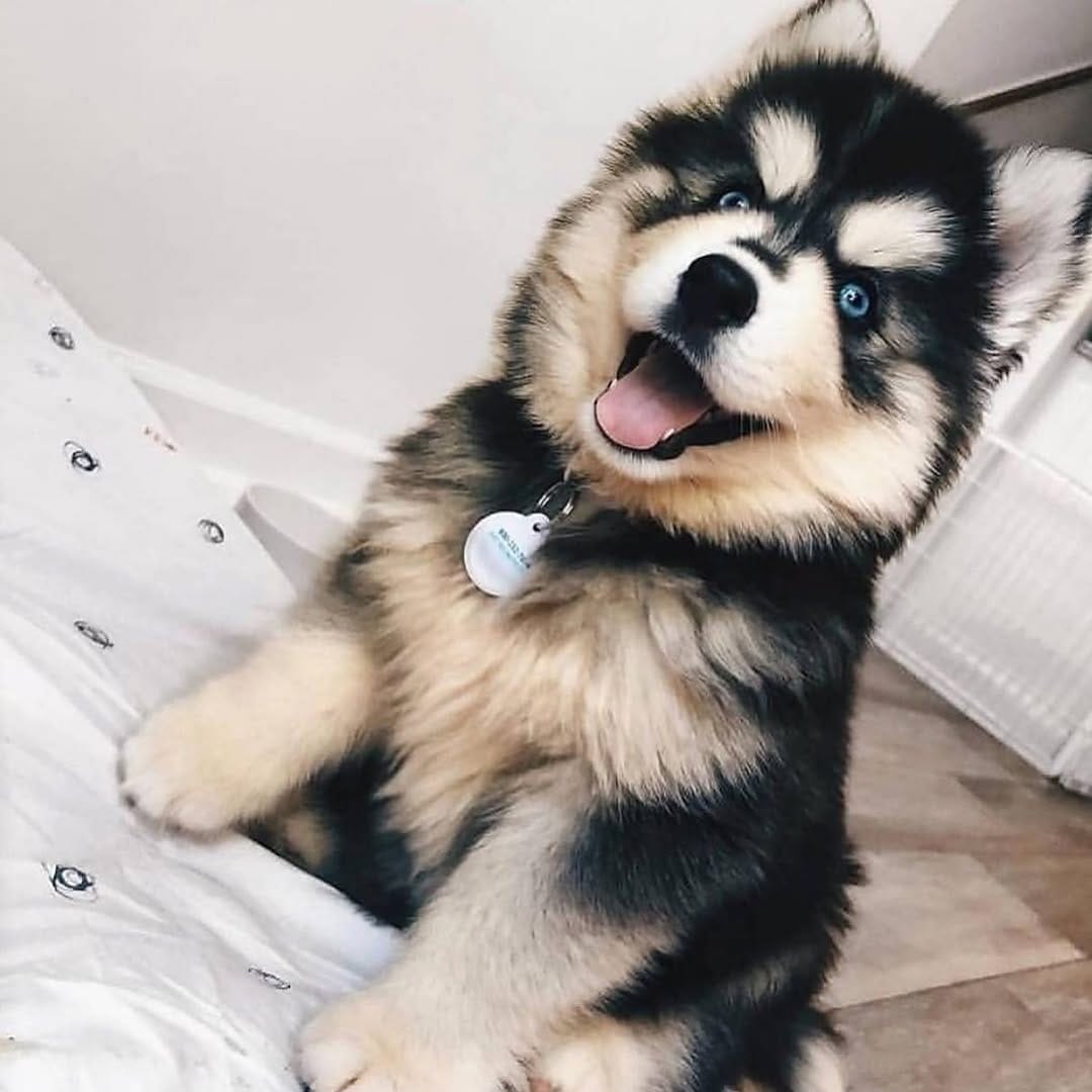 Post 1 by Husky on Instagram (image)