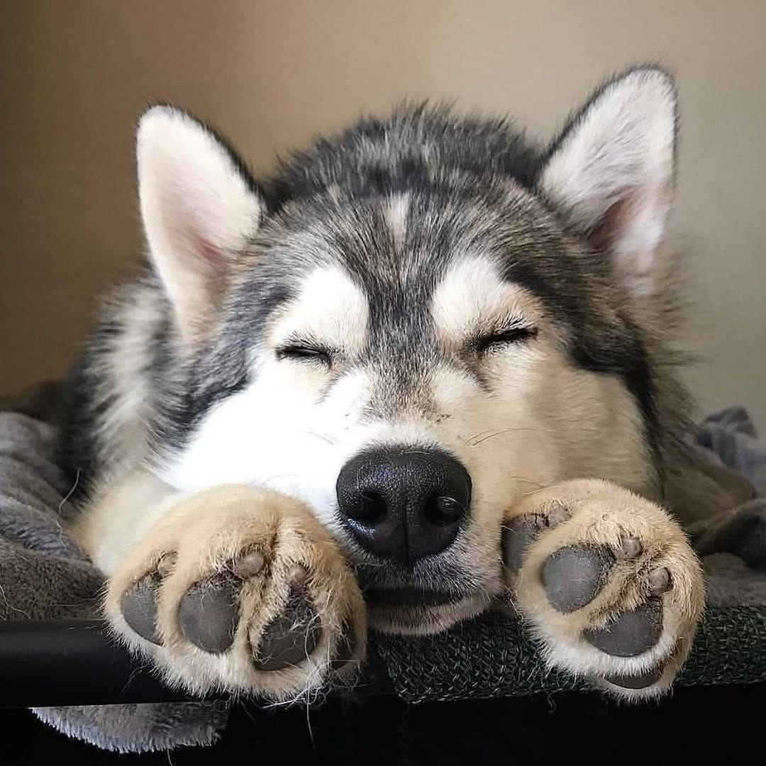 Post 4 by Husky on Instagram (image)