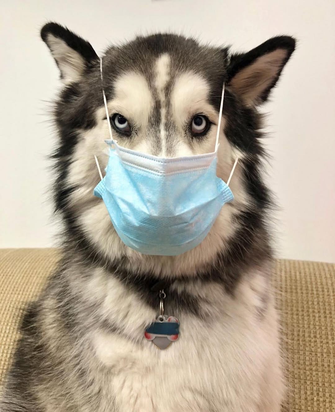Post 8 by Husky on Instagram (image)