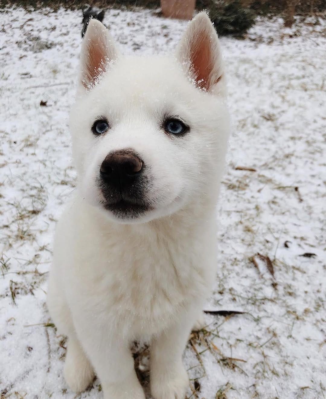 Post 10 by Husky on Instagram (image)