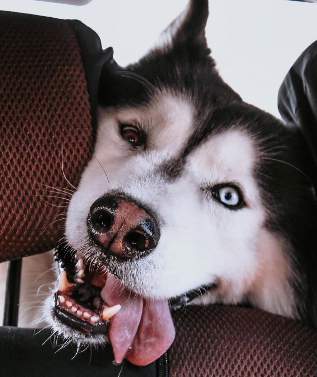 Post 9 by Husky on Instagram (image)