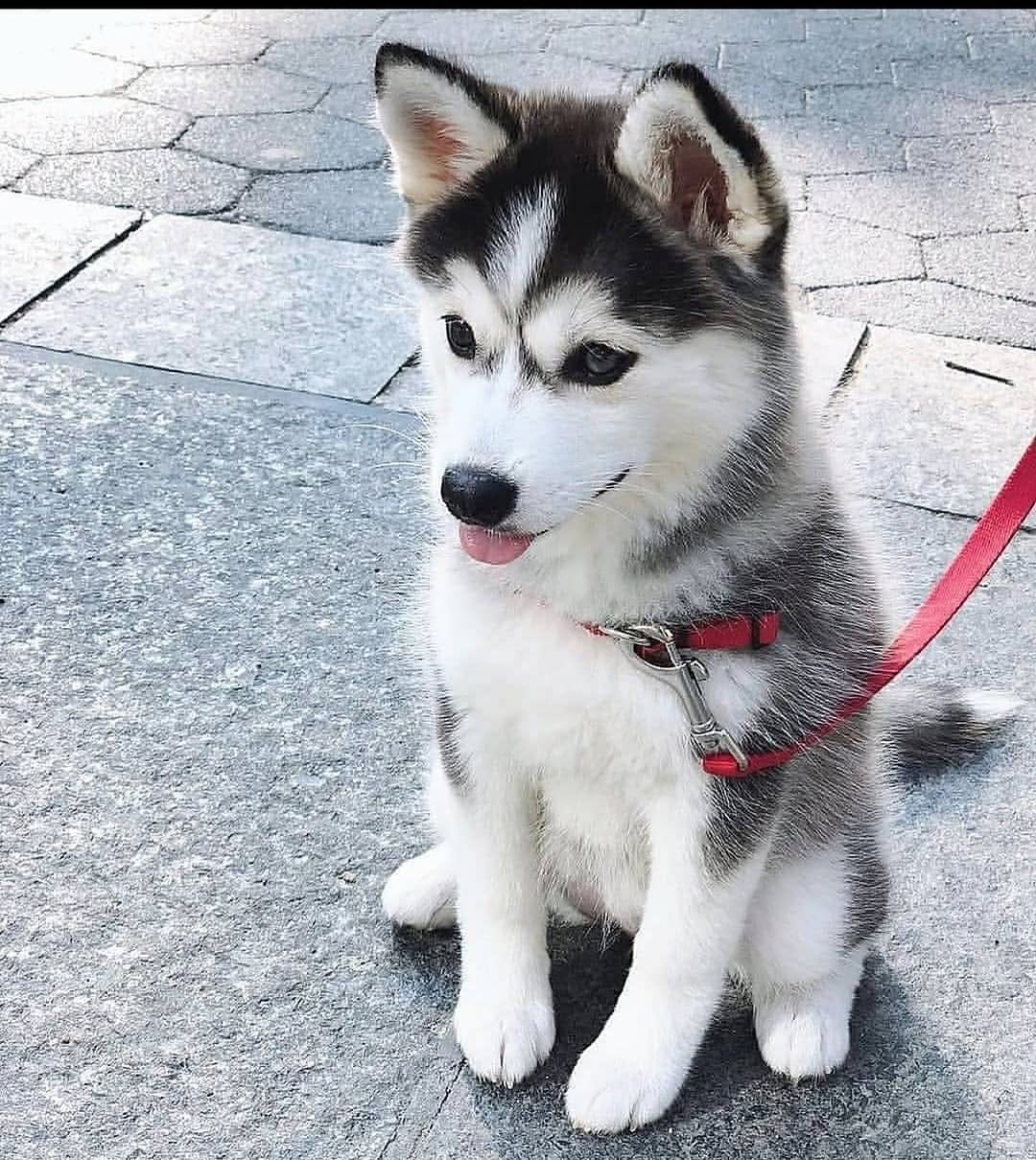 Post 5 by Husky on Instagram (image)
