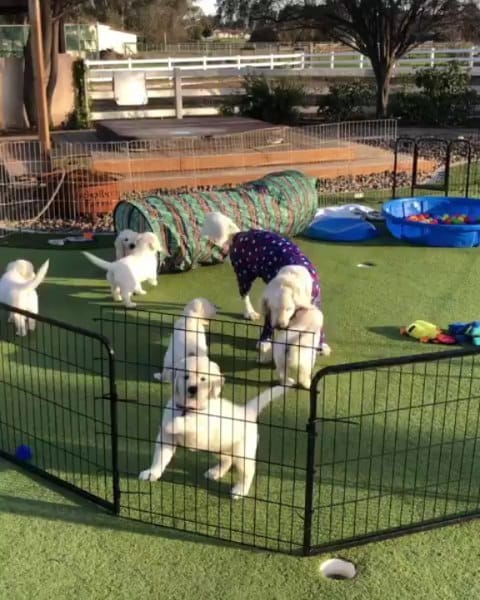 Post 1 by Retrievers Gallery on Instagram (video)