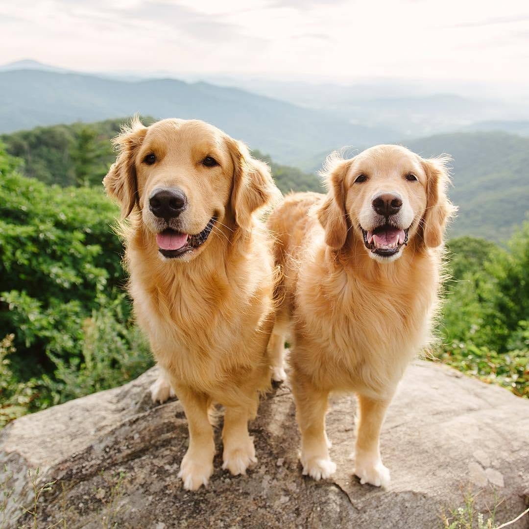 Post 4 by Retrievers Gallery on Instagram (image)