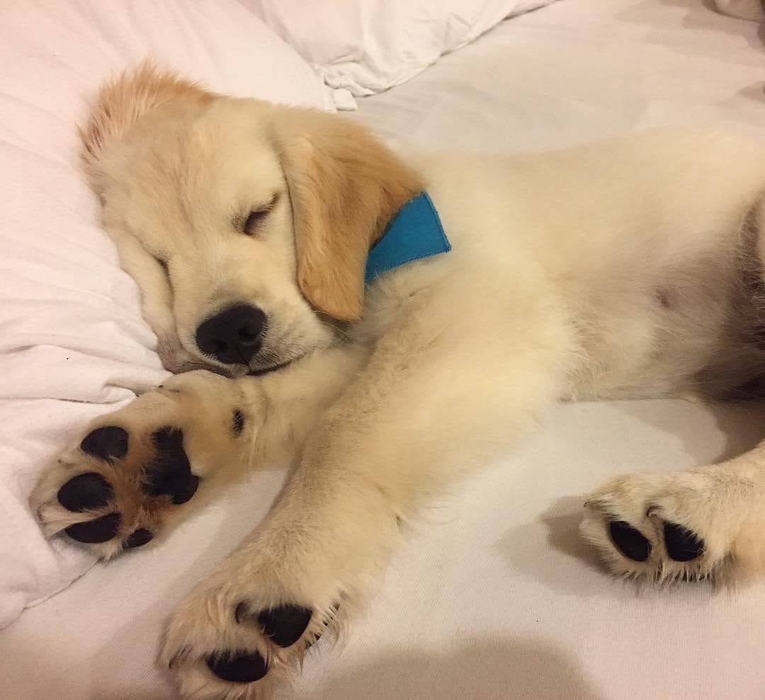 Post 7 by Retrievers Gallery on Instagram (image)