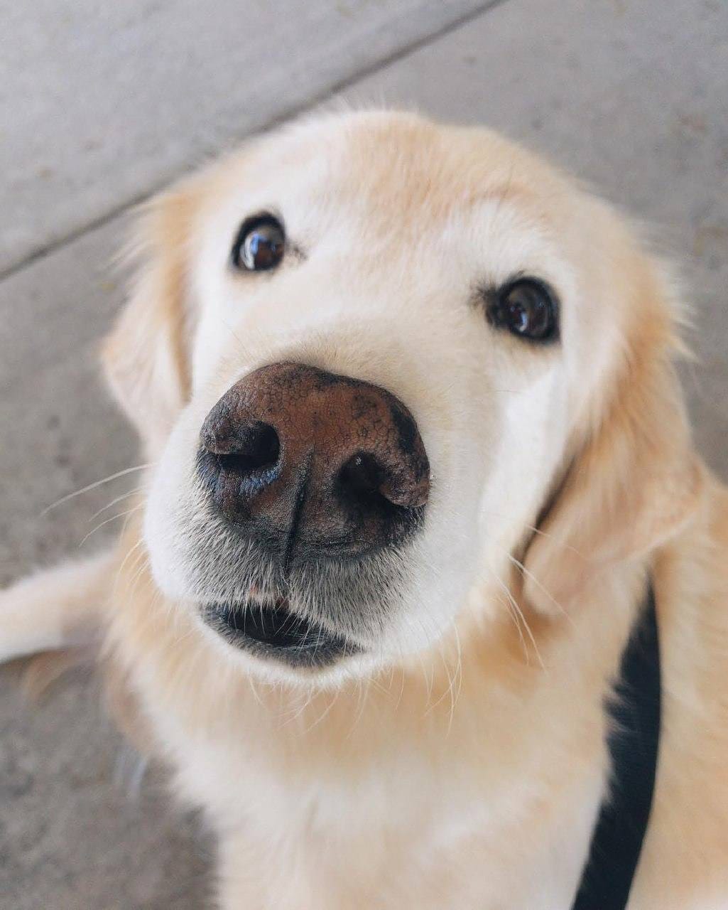 Post 5 by Retrievers Gallery on Instagram (image)
