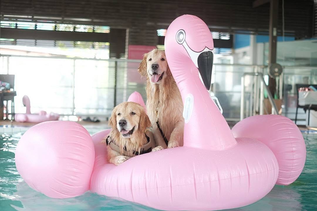Post 9 by Retrievers Gallery on Instagram (image)