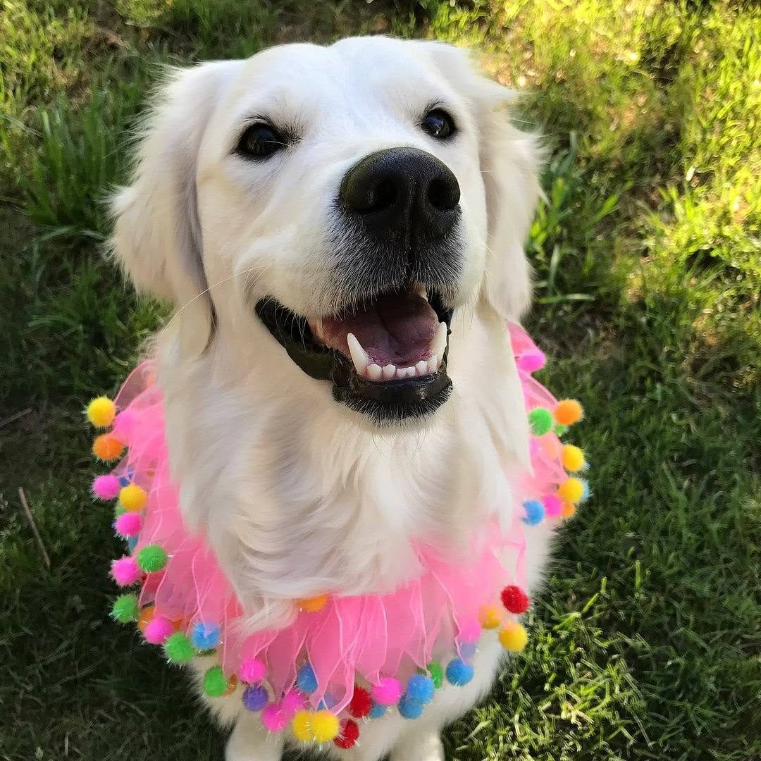 Post 6 by Retrievers Gallery on Instagram (image)