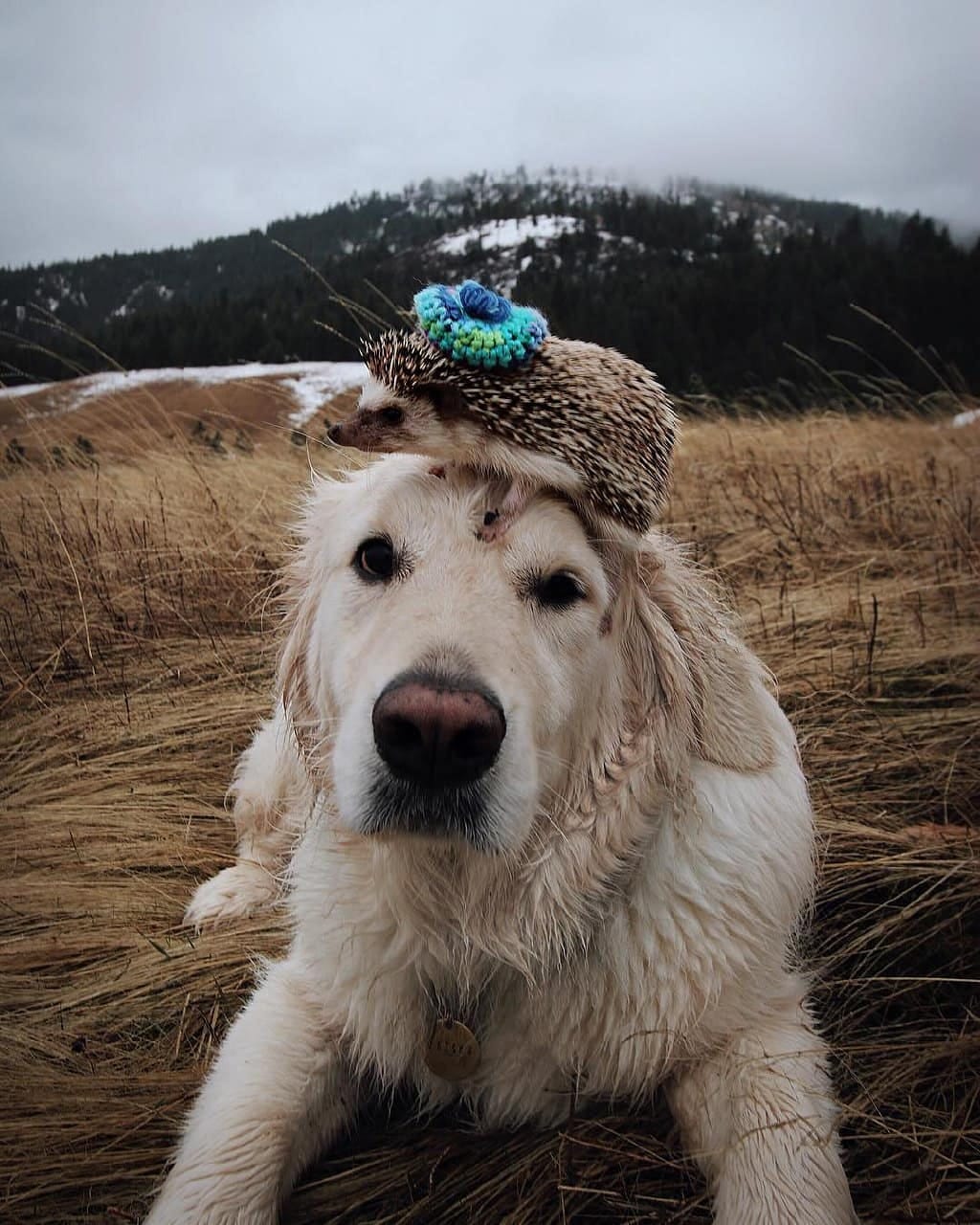 Post 2 by Retrievers Gallery on Instagram (image)