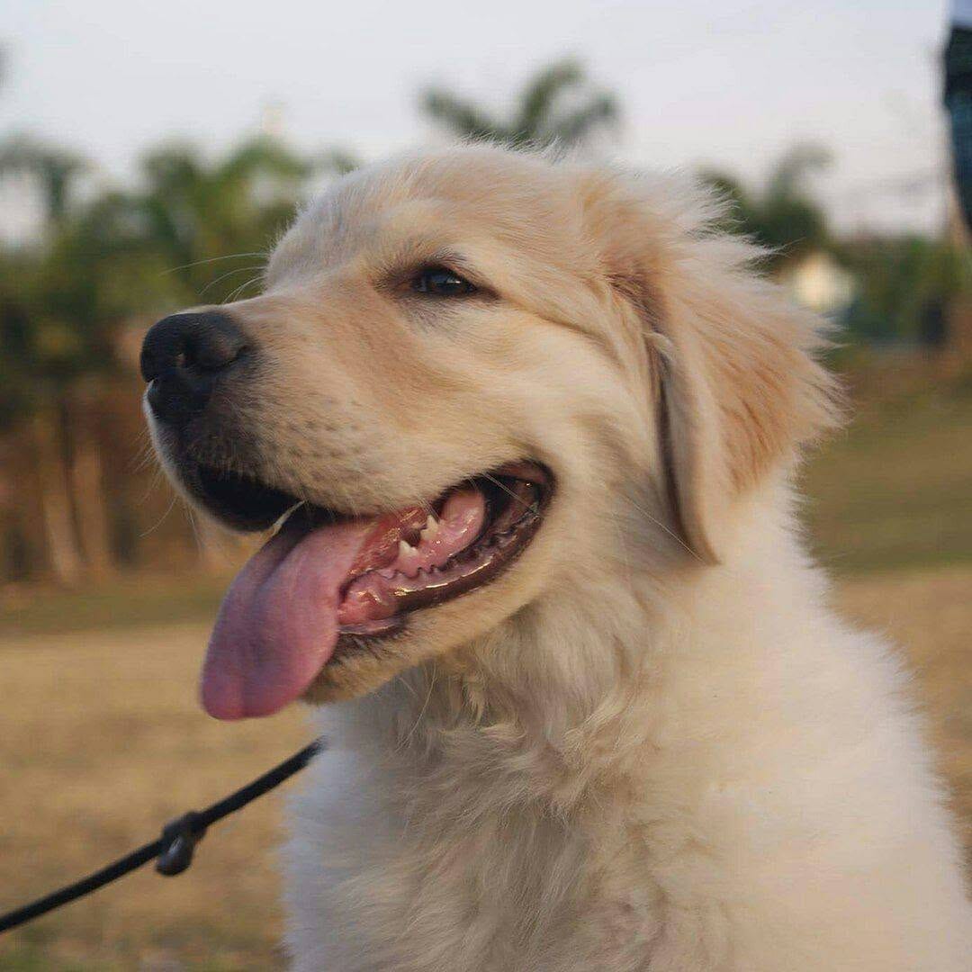 Post 8 by Retrievers Gallery on Instagram (image)