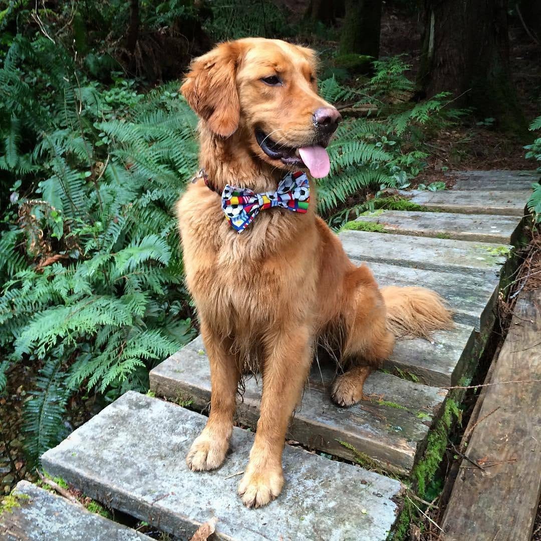 Post 10 by Retrievers Gallery on Instagram (image)