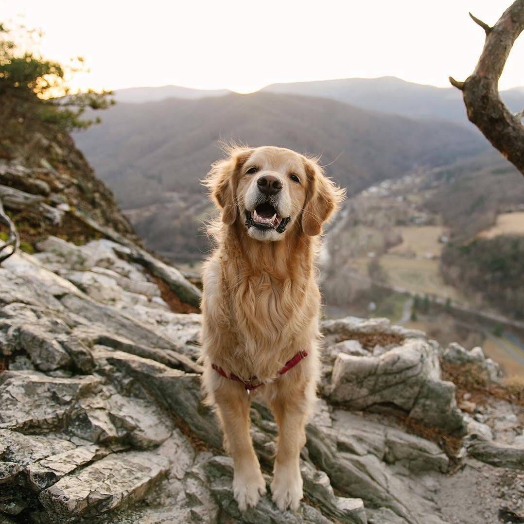 Post 3 by Retrievers Gallery on Instagram (image)