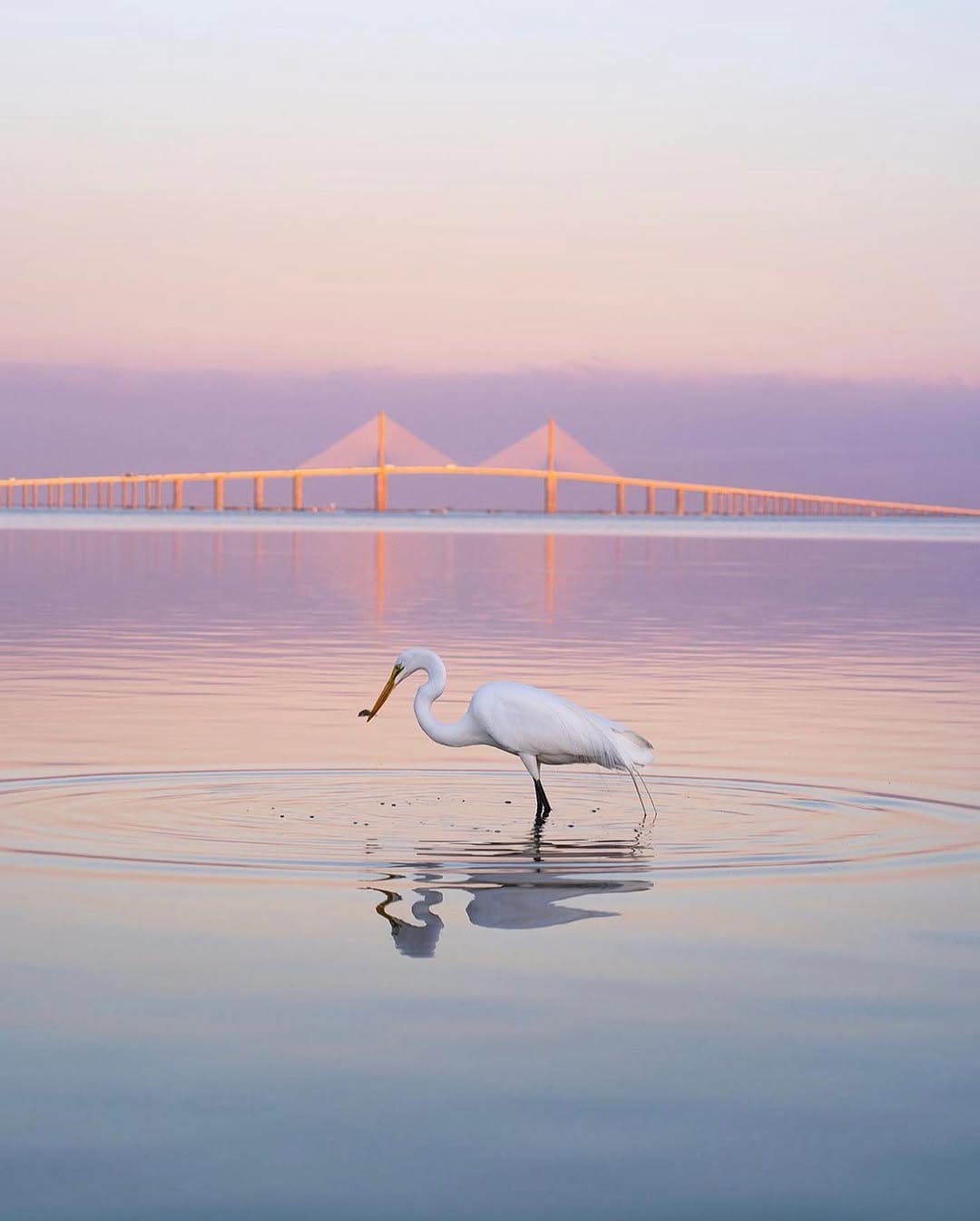 Post 9 by Instagramers St. Pete on Instagram (image)