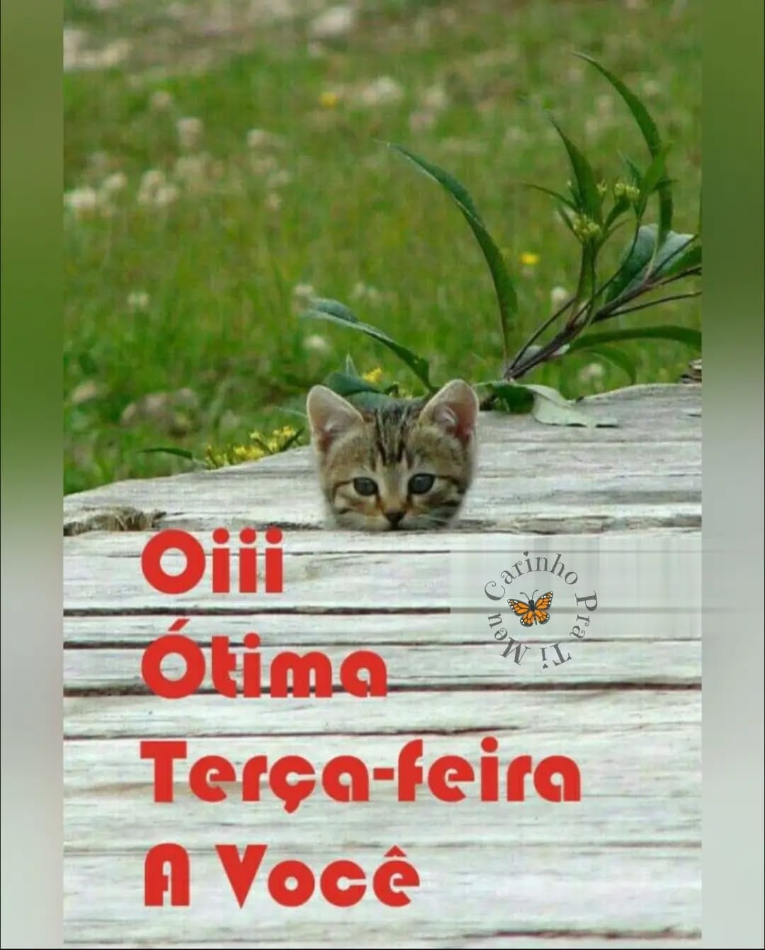 Post 8 by Fátima_Padilha on Instagram (image)
