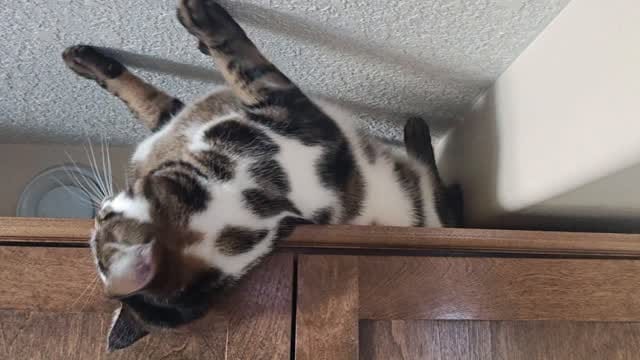 Post 7 by Chiyo on Instagram (video)