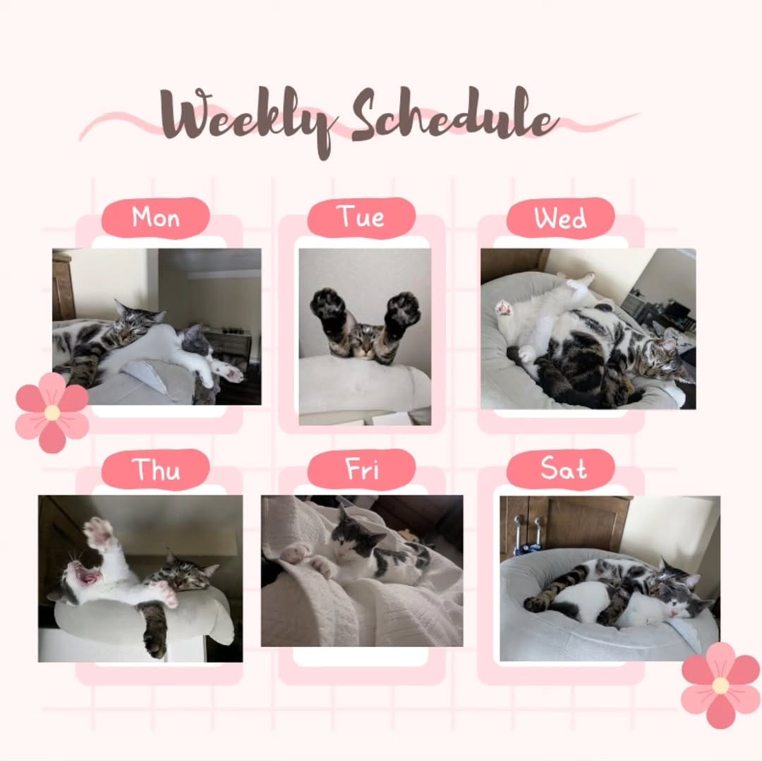 Post 5 by Chiyo on Instagram (image)