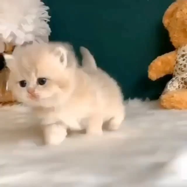 Post 10 by Crazy About Cats on Instagram (video)
