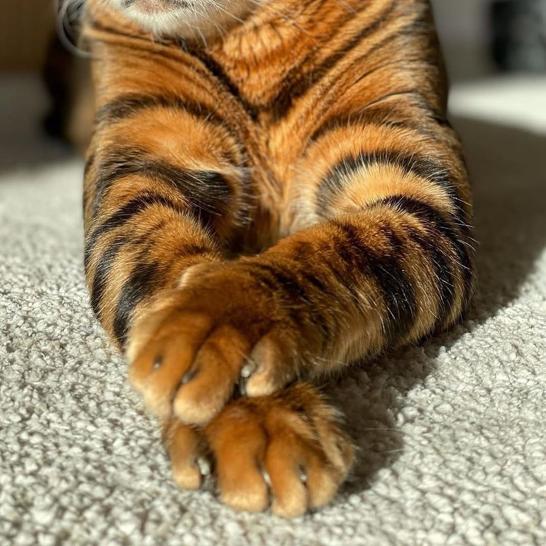 Post 3 by Crazy About Cats on Instagram (image)