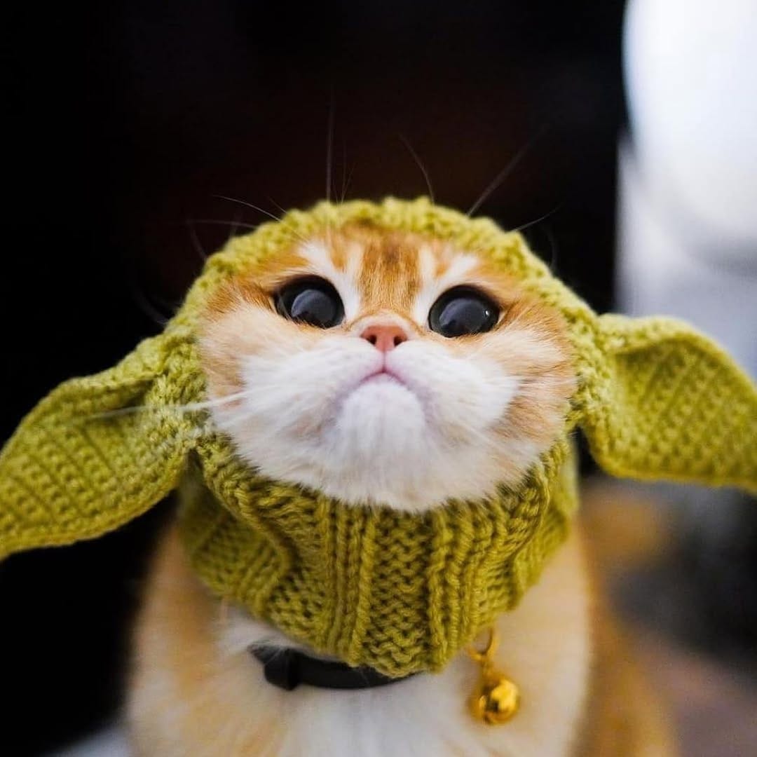 Post 2 by Crazy About Cats on Instagram (image)