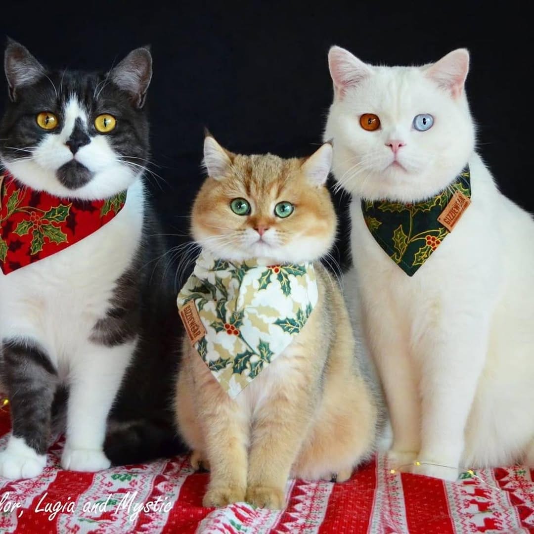 Post 4 by Crazy About Cats on Instagram (image)